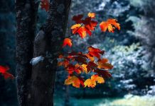 Tavs horoskops veiksmīgai dienai – 1. novembris Photo by Vali S. from Pexels