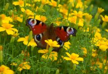 Tavs horoskops veiksmīgai dienai – 28. februāris