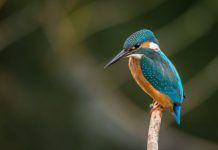 Tavs horoskops veiksmīgai dienai – 25. aprīlis