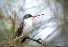 Tavs horoskops veiksmīgai dienai – 17. novembris