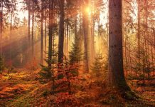 Tavs horoskops veiksmīgai dienai – 6. novembris