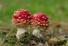 Tavs horoskops lieliskai nedēļai: 18.-24. augusts