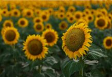 Tavs horoskops veiksmīgai dienai – 18. janvāris