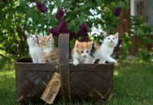 Tavs horoskops veiksmīgai dienai – 24. aprīlis