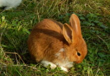 Tavs horoskops veiksmīgai dienai – 6. aprīlis