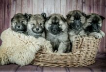 Tavs horoskops veiksmīgai dienai – 17. janvāris kucēni