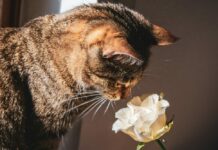 Tavs horoskops veiksmīgai dienai – 6. decembris kaķis