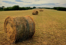 Tavs HOROSKOPS lieliskam AUGUSTAM (2025)