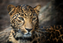 HOROSKOPA ZĪMES, kurām OKTOBRIS būs īpaši LABVĒLĪGS leopards