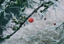 Tavs horoskops veiksmīgai dienai – 9. decembris