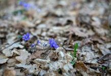 Tavs horoskops veiksmīgai dienai – 7. marts