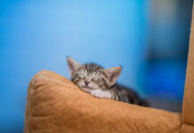 Tavs horoskops veiksmīgai dienai – 12. aprīlis