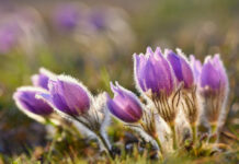 Tavs horoskops veiksmīgai dienai – 9. aprīlis