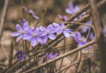 Tavs horoskops veiksmīgai nedēļai: 6.-12. aprīlis