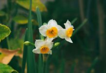 Tavs horoskops veiksmīgai nedēļai: 9.-15. marts