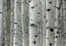 Tavs horoskops veiksmīgai dienai – 25. februāris