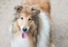 Tavs horoskops veiksmīgai dienai – 26. februāris