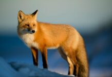 Tavs horoskops lieliskai nedēļai: 12.-18. janvāris