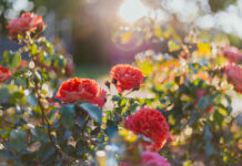 Tavs horoskops veiksmīgai dienai – 13. marts