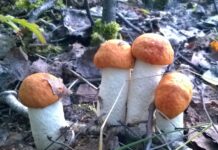 Tavs horoskops veiksmīgai dienai – 31. augusts