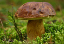 Tavs horoskops veiksmīgai dienai – 24. augusts