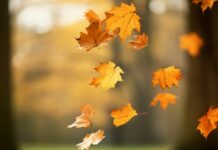 Kādēļ rudenī nav nepieciešams nogrābt visas lapas?