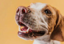 Tavs horoskops veiksmīgai dienai – 5. februāris