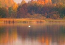 Tavs HOROSKOPS lieliskam NOVEMBRIM