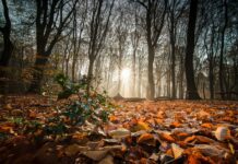 Tavs horoskops veiksmīgai dienai – 5. novembris