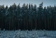 Nedēļas horoskops 8.-14. decembrim