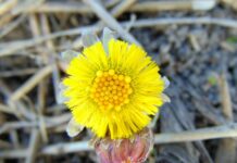 Tavs HOROSKOPS veiksmīgam MARTAM