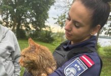 Policists izglābj Daugavā iemestu kaķi