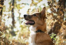 Tavs horoskops veiksmīgai dienai – 12. oktobris