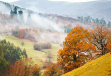 Tavs NOVEMBRA HOROSKOPS (2025)