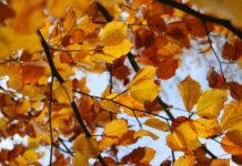 Tavs HOROSKOPS 2025. gada OKTOBRIM