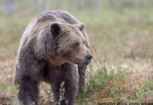 Nelikumīgās medībās Latvijā nošauts brūnais lācis