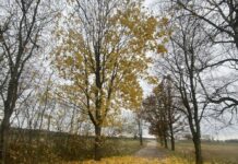 Sinoptiķiem ir jaunas ziņas par laiku novembra pirmajā nedēļā