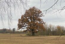Izskan jaunas ziņas par laiku brīvdienās un nākamnedēļ