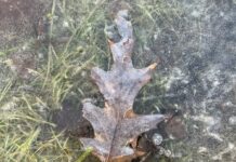 Diemžēl sinoptiķiem nav patīkamu ziņu par laiku brīvdienās un valsts svētkos