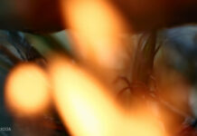 Šausmīgā dubultslepkavība Dobelē: Policija pastāsta par jaunumiem šajā lietā