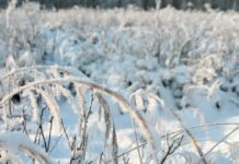 Sinoptiķiem jau zināms, kad laiks būtiski mainīsies