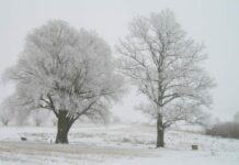 Vai sagaidīsim pirmos -20? Sinoptiķiem ir jaunas prognozes 7 dienām!