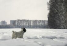 Šīm HOROSKOPA ZĪMĒM šī gada FEBRUĀRIS būs ĪPAŠI LABVĒLĪGS