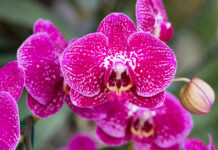 Orhidejas saglabās veselību un mitrumu ziemā, ja ievērosi dažas vienkāršas lietas