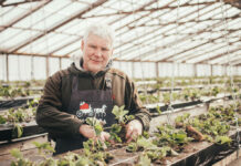 Zemenes šogad sagaidīsim vēlāk