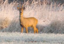 Parādās jaunas ziņas par laiku tuvākajās dienās