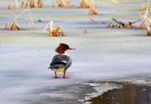 Izskan pavisam jaunas ziņas par gaidāmo laiku brīvdienās un nākamnedēļ