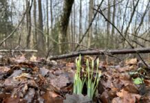 Sinoptiķi izplata jaunas ziņas par laiku nākamnedēļ