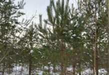 Sinoptiķi atklāj, ar ko mums jārēķinās marta pirmajās dienās