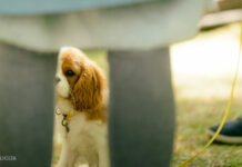 Prātam neaptverama cietsirdība piedzīvota Liepājā